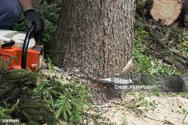 Best Commercial Tree Services  in Pueblo, CO