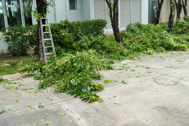 Pueblo, CO Tree Services Company